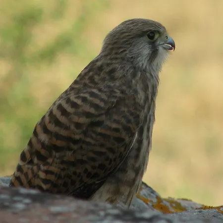 Agriturismo La Fraternita Agroturismo