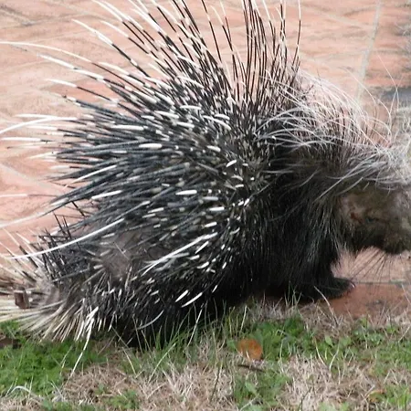 Agriturismo La Fraternita Agroturismo Montepulciano Stazione