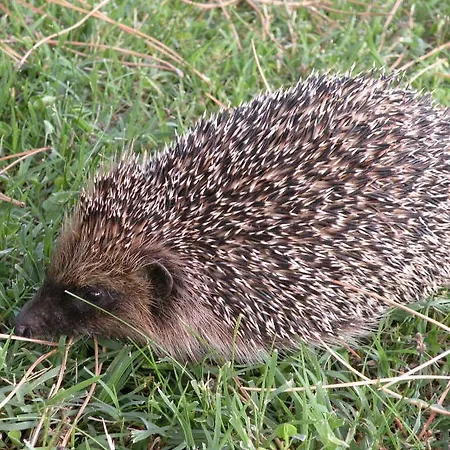 Agroturismo Agriturismo La Fraternita Montepulciano Stazione